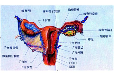 女人的陰